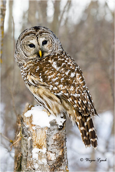 Barred Owl 115 by Dr. Wayne Lynch &copy;